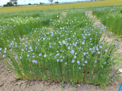 Click for 1 image(s) for this accession.